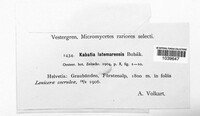 Kabatia latemarensis image